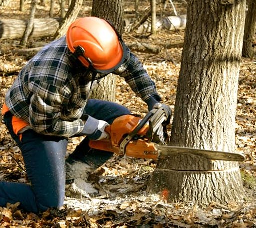 Tree Removal in Twin Lakes, MN